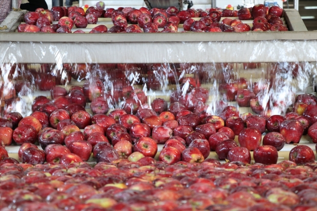 Organik mumlanan elmaların yeni rotası Uzak Doğu